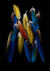 Plumas © Ana Tramont
