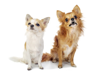 two chihuahua dogs looking up with interest