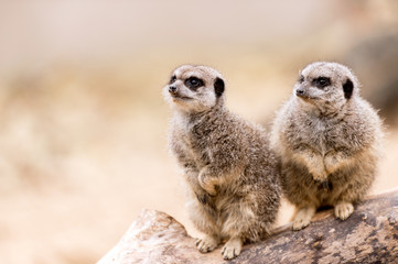 Meerkat