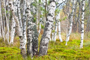 Poster Im Rahmen Natürlicher Hintergrund - ein herbstliches Birkenholz © dziewul