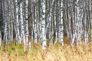  Natuurlijke achtergrond - een herfst berkenhout © dziewul