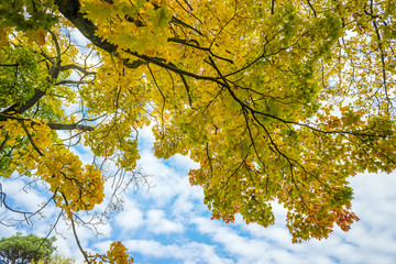 Colored leaves in autumn