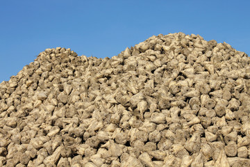 sugar beet agriculture harvest