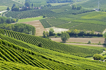 Fototapeta na wymiar Wzgórza z winnic we Włoszech