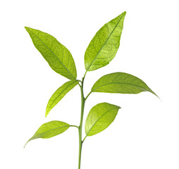 Fototapeta premium citrus sapling