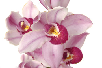 Fototapeta na wymiar Gorgeous phalaenopsis orchid