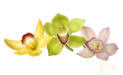 Naklejka na ściany i meble trzy kolorowe orchid