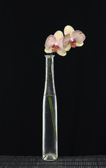 Beautiful orchid in a vase isolated on black