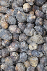 Closeup of Ripe areca nuts