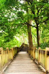 Fototapeta premium Schody do dżungli, park narodowy, Chiang mai, Tajlandia