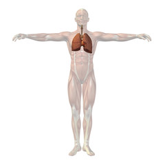 High resolution conceptual human 3D respiratory system
