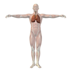 High resolution conceptual human 3D respiratory system
