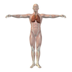 High resolution conceptual human 3D respiratory system