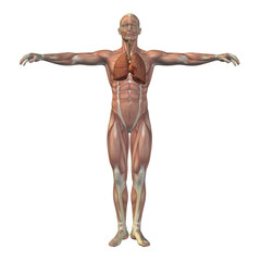 High resolution conceptual human 3D respiratory system
