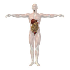High resolution conceptual human 3D digestive system
