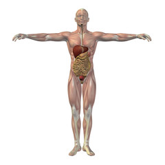 High resolution conceptual human 3D digestive system