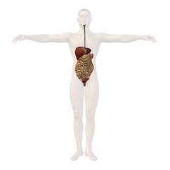 High resolution conceptual human 3D digestive system