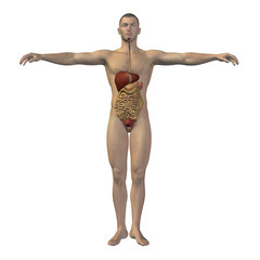 High resolution conceptual human 3D digestive system