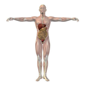 High resolution conceptual human 3D digestive system