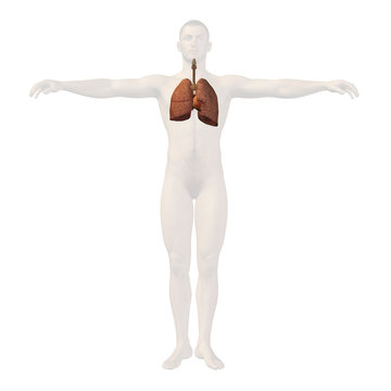 High resolution conceptual human 3D respiratory system