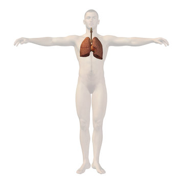 High resolution conceptual human 3D respiratory system