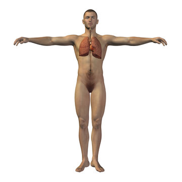 High resolution conceptual human 3D respiratory system
