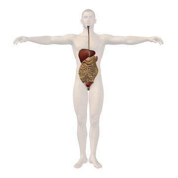 High resolution conceptual human 3D digestive system