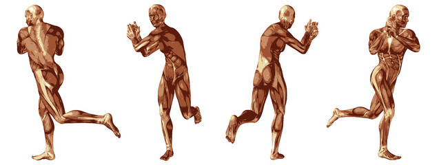 High resolution conceptual human 3D anatomy body with muscle