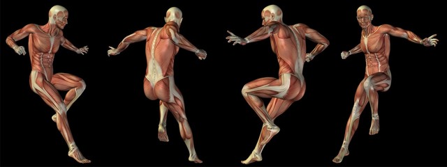 High resolution conceptual human 3D anatomy body with muscle