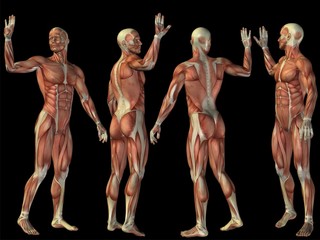 High resolution conceptual human 3D anatomy body with muscle