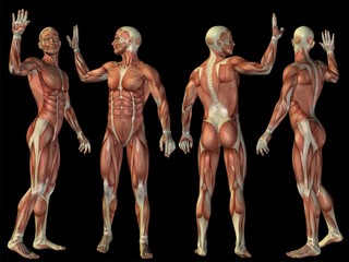 High resolution conceptual human 3D anatomy body with muscle