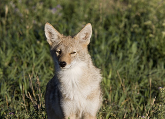 Coyote Saskatchewan
