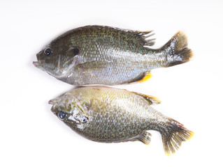 Freshwater fish on a white background