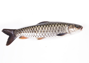 Freshwater fish on a white background
