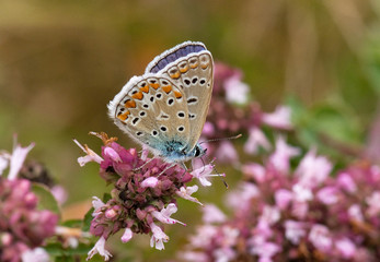 Papillon azuré bleu