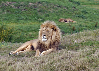 Male lion