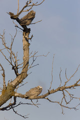 two Great Horned Owl