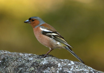 Fototapeta premium Pinson des arbres