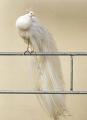 White peacock