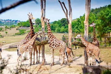 Papier Peint photo Lavable Girafe Feeding Time For Giraffes
