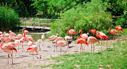 Flock Of Pink Flamingo