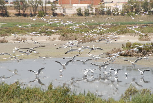 réserve ornithologique lagune de Korba 2