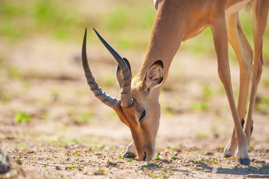 Fototapeta Impala