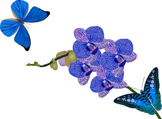 blue orchid flowers and butterflies on white
