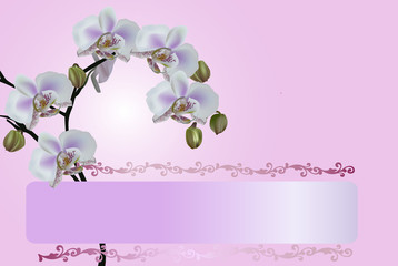 light pink illustration with orchids
