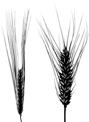 barley and wheat ear isolated silhouettes