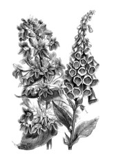 Wild Flowers : Digitalis Purpurea © Erica Guilane-Nachez