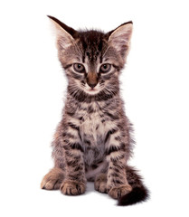 Fototapeta premium gray striped kitten with a clever grimace