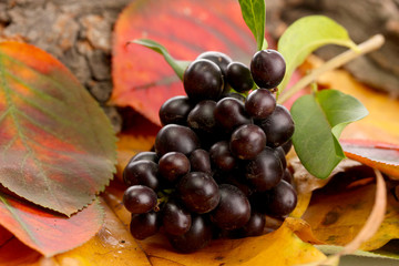 bright autumn leaves and wild berries, close up