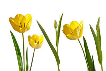 Obraz premium tulips